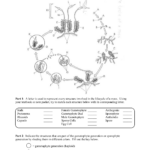 Moss Lifecycle