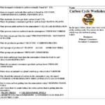Nitrogen Cycle Worksheet Answer Key