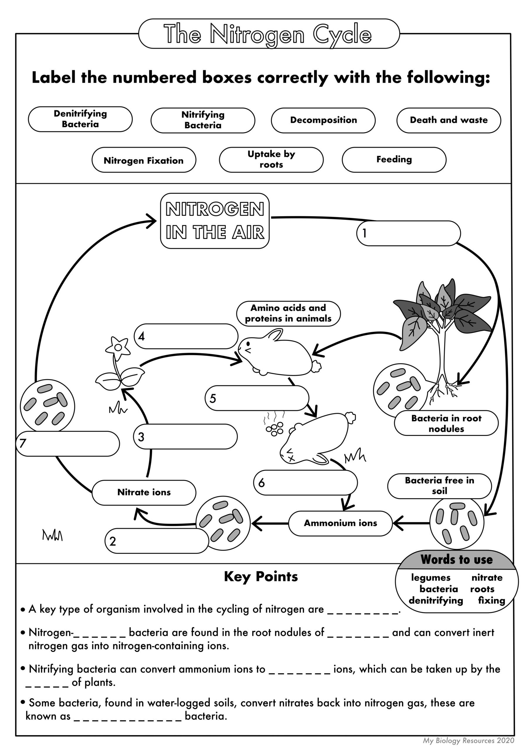 Nitrogen Cycle Worksheet Answer Key Free Download Goodimg Co Nitrogen Cycle Worksheet Answer Key Free Download Goodimg co
