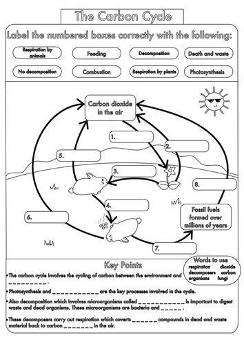 Nutrient Cycles Worksheet Answers Nitrogen Cycle Worksheet Answer Key Nutrient Cycles Worksheet Answers Nitrogen Cycle Worksheet Answer Key