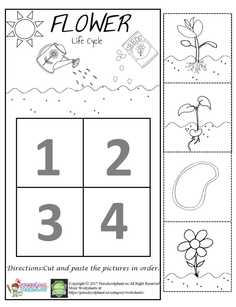 Parts Of The Flower Worksheet