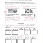 Photosynthesis And Cellular Respiration Worksheet
