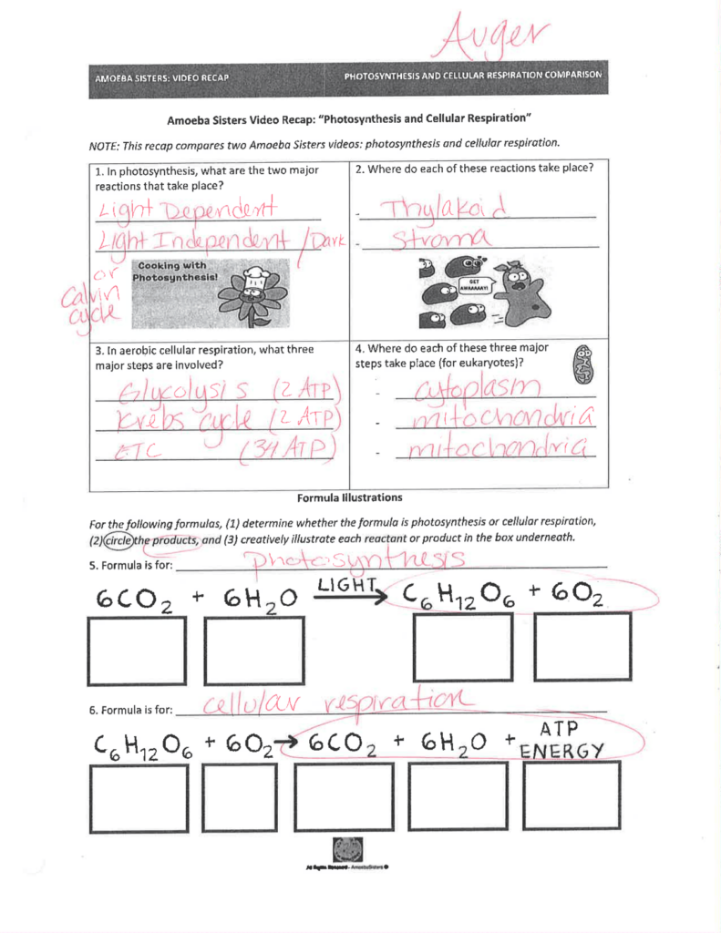 Photosynthesis And Cellular Respiration Worksheet