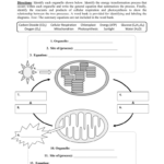 Photosynthesis And Cellular Respiration Worksheet