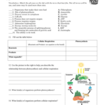 Photosynthesis Cellular Respiration Worksheet