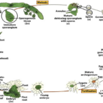 Pin En Ferns