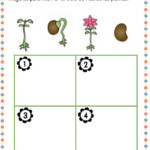 Plant Cycle Worksheet