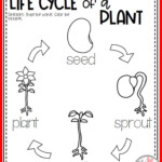 Plant Life Cycle Worksheet Kindergarten For The Successful Site Diaporama