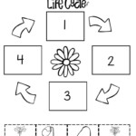 Plant Life Cycle Worksheet Pdf EduForKid