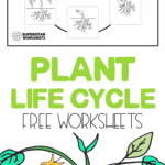 Plant Life Cycle Worksheets In 2020