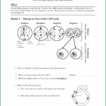 Pogil The Cell Cycle Answer Jom Coloume