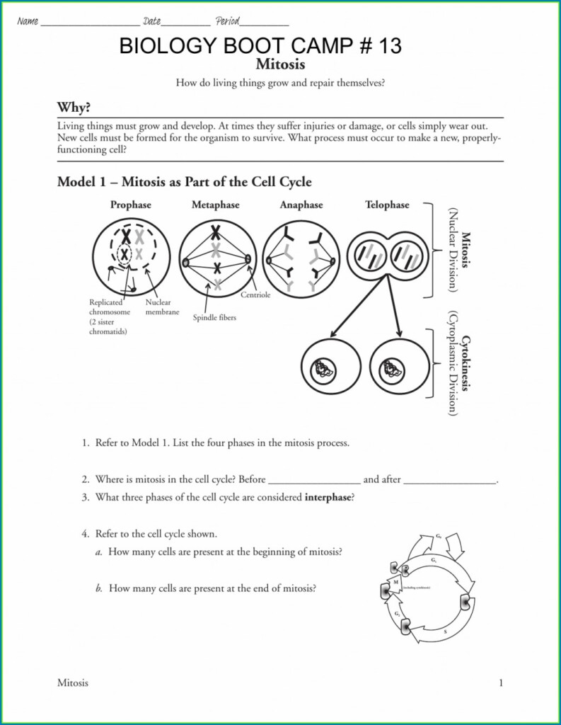 Pogil The Cell Cycle Answer Jom Coloume