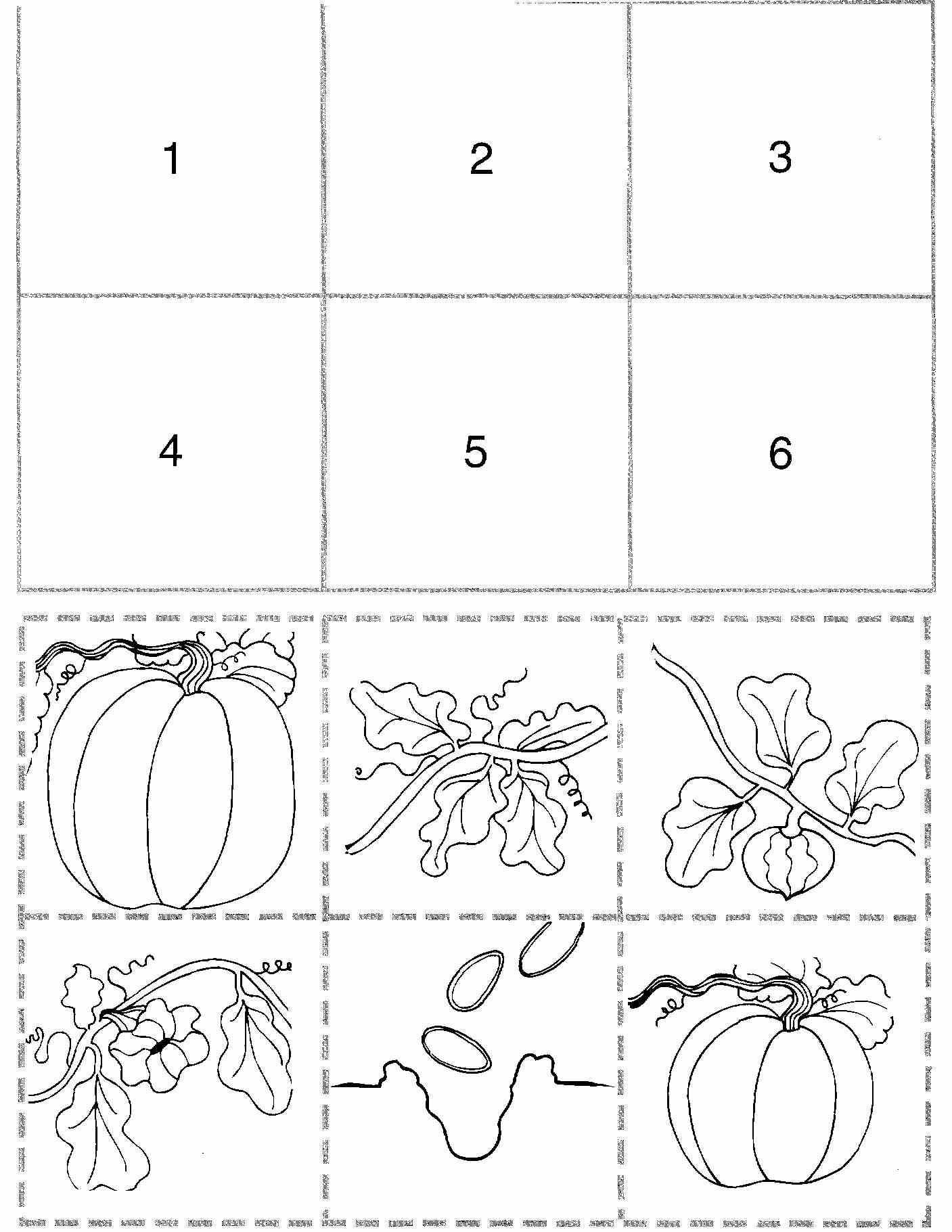 Pumpkin Life Cycle Sequencing Activity Fall Teaching Pinterest Pumpkin Life Cycle Sequencing Activity Fall Teaching Pinterest