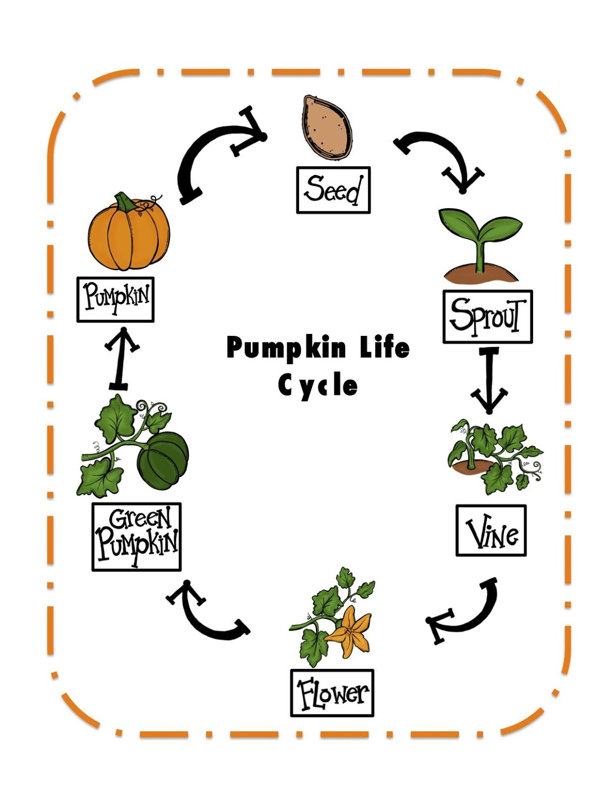 Pumpkin Life Cycle Worksheet Pdf Worksheets Pumpkin Life Cycle Worksheet Pdf Worksheets