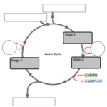 The Calvin Cycle