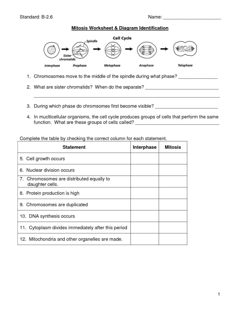 The Cell Cycle And Cancer Worksheet