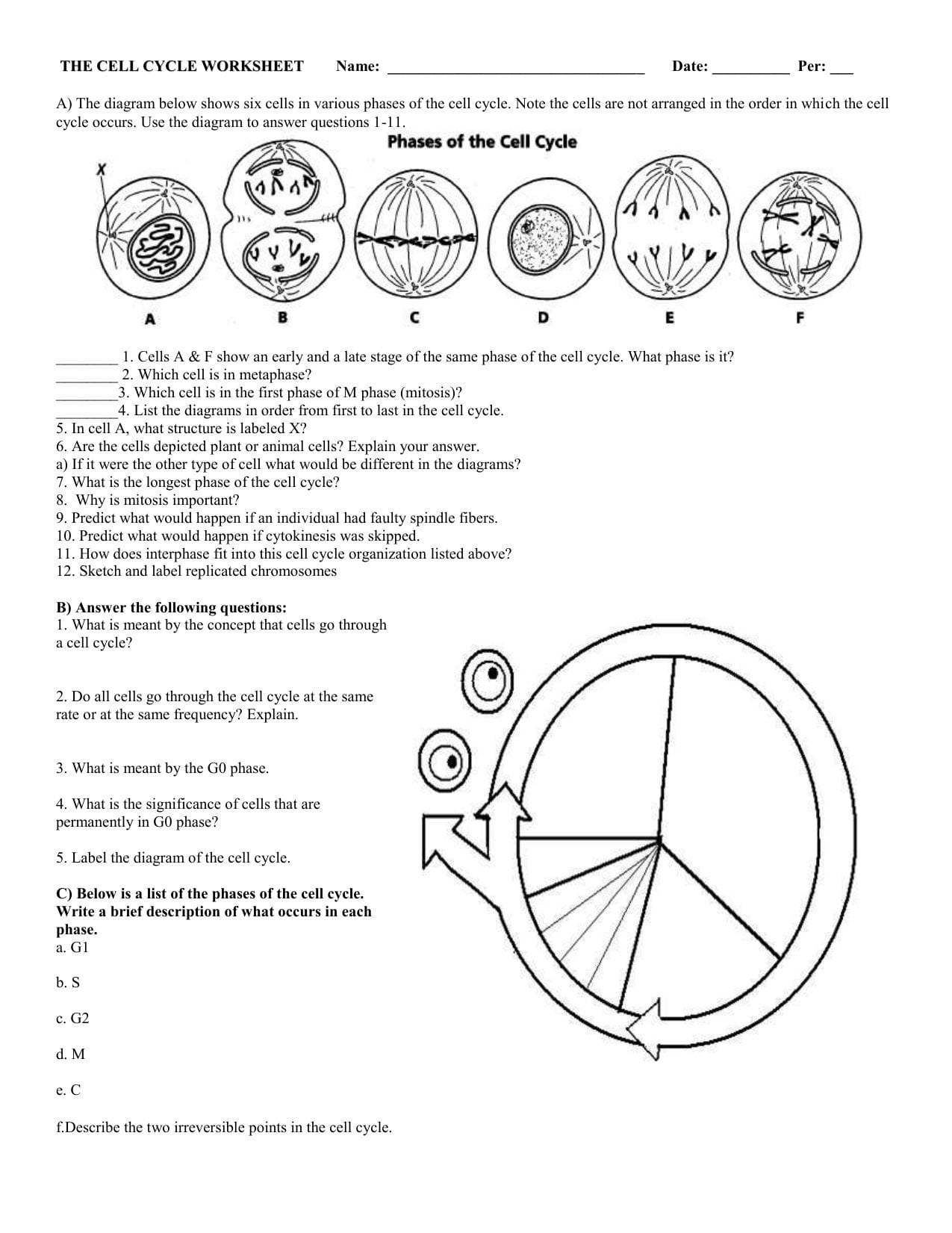 The Cell Cycle Worksheet Db Excel The Cell Cycle Worksheet Db excel