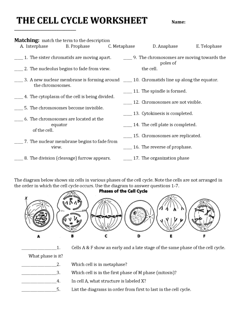 The Eukaryotic Cell Cycle And Cancer Overview Quizlet Discover Our 