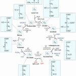 The Krebs Cycle Student Worksheet Briefencounters