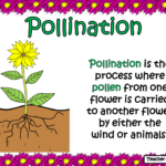 The Life Cycle Of A Flowering Plant PowerPoint And Worksheet By