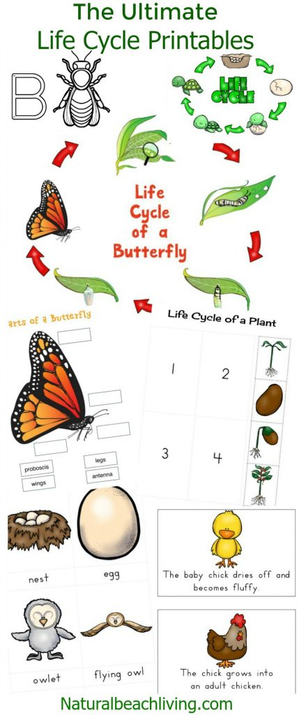 The Ultimate Life Cycle Printables Science Activities Natural Beach 