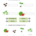 Watermelon Lifecycle Worksheet