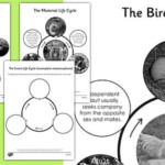 Year 5 Differentiated Life Cycles Sheets Lifecycles Cycle
